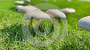 White Mushroom, on green grass, Fairy Ring Champignon, genus Marasmius oreades