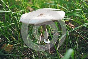 white mushroom in green grass in the forest in the summer of autumn
