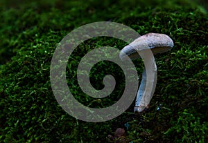 White mushroom green moss closeup