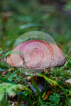 The white mushroom grew up in the forest. A representative of the genus boletus of the Bolete family of the class agaricomycetes