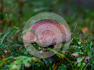 The white mushroom grew up in the forest. A representative of the genus boletus of the Bolete family of the class agaricomycetes