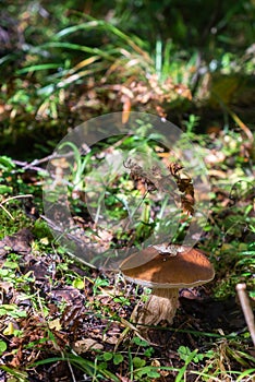 The white mushroom grew up in the forest. A representative of the genus boletus of the Bolete family of the class agaricomycetes
