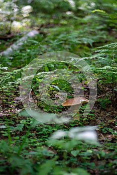 The white mushroom grew up in the forest. A representative of the genus boletus of the Bolete family of the class agaricomycetes