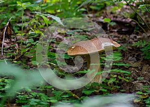 The white mushroom grew up in the forest. A representative of the genus boletus of the Bolete family of the class agaricomycetes