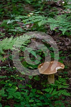 The white mushroom grew up in the forest. A representative of the genus boletus of the Bolete family of the class agaricomycetes