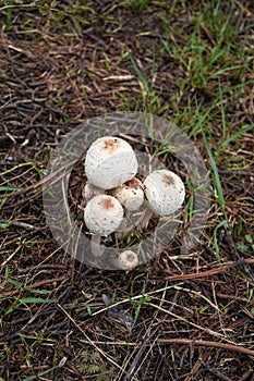 White mushroom on the ground nature