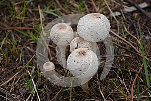 White mushroom on the ground nature