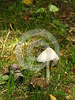 White mushroom growing along trail in Fingerlakes