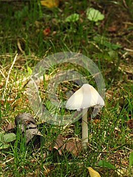 White mushroom growing along trail in Fingerlakes photo
