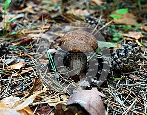 White mushroom growing among the needles and pine cone in the forest