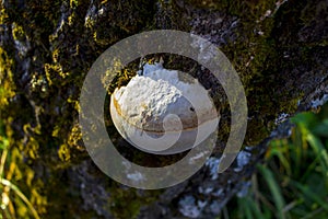 White mushroom growing on old tree moss covered