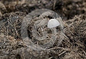 White mushroom growing in rhino dung