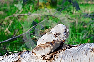 White Mushroom Growing On Side of a Fallen Birch Bark Tree