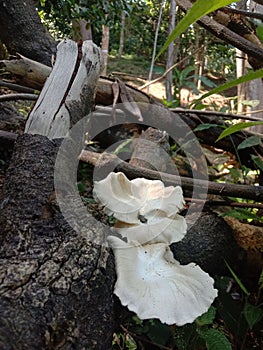 White mushroom
