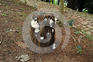 white mushroom growing on wood