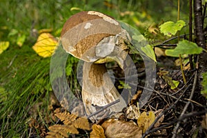 A white mushroom grows in the forest, among old leaves and grass.