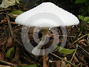 A white mushroom that grows in the humid region of Sri Lanka