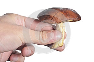 White mushroom in hand isolate