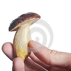 White mushroom in hand isolate