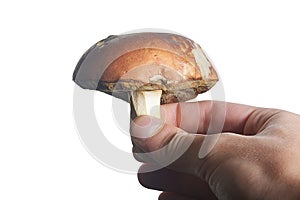 White mushroom in hand isolate