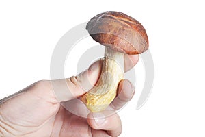 White mushroom in hand isolate