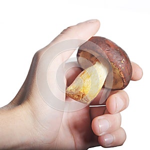 White mushroom in hand isolate
