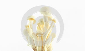 White mushroom isolate