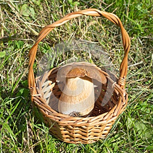 White mushroom lat. Boletus edulis in a basket on the grass