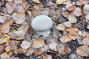 White mushroom of Lycoperdon growing among dry fallen leaves in forest