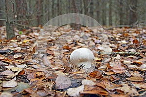 White mushroom of Lycoperdon growing among dry fallen leaves in forest