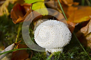 White mushroom in the woods.