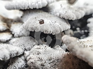 White mushroom moss outside