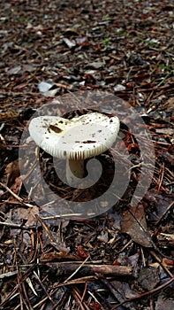 White Mushroom in North Georgia Mountain Forest