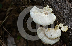 White mushroom occurs naturally on the timber.