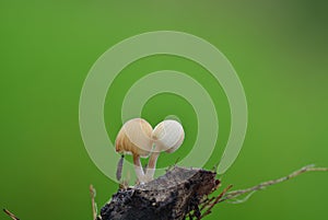 White mushroom plant photo nice