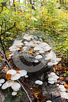 White mushroom on rotten stem