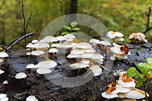 White mushroom on rotten stem