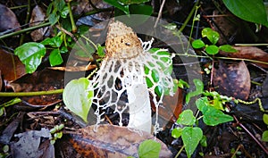 White mushroom in the shape of penis, found in western ghat forests, India