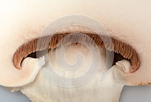 White mushroom slice