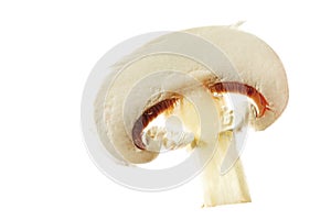 White mushroom slice, close-up