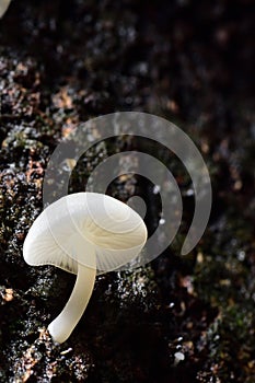 White mushroom on a tree.