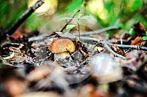 White mushroom under a small sprout in the forest.