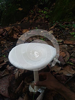 White mushroom