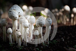 White mushrooms 2