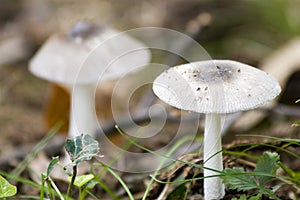 White Mushrooms photo