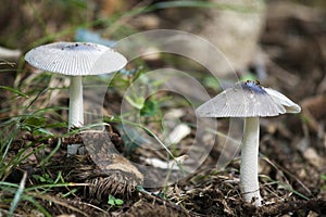 White Mushrooms