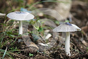 White Mushrooms photo