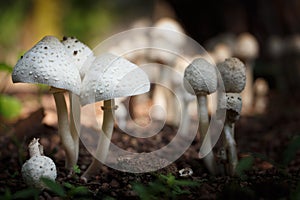 White mushrooms