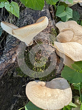 Oyster mashrooms in tree trunk photo