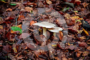 White mushrooms on a bed of wet fallen autumn leaves
